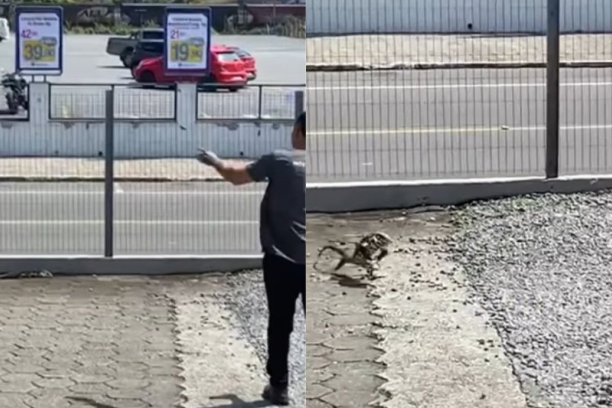 Vídeo: Lagarto se irrita e corre atrás de homem que o acertou com uma pedra