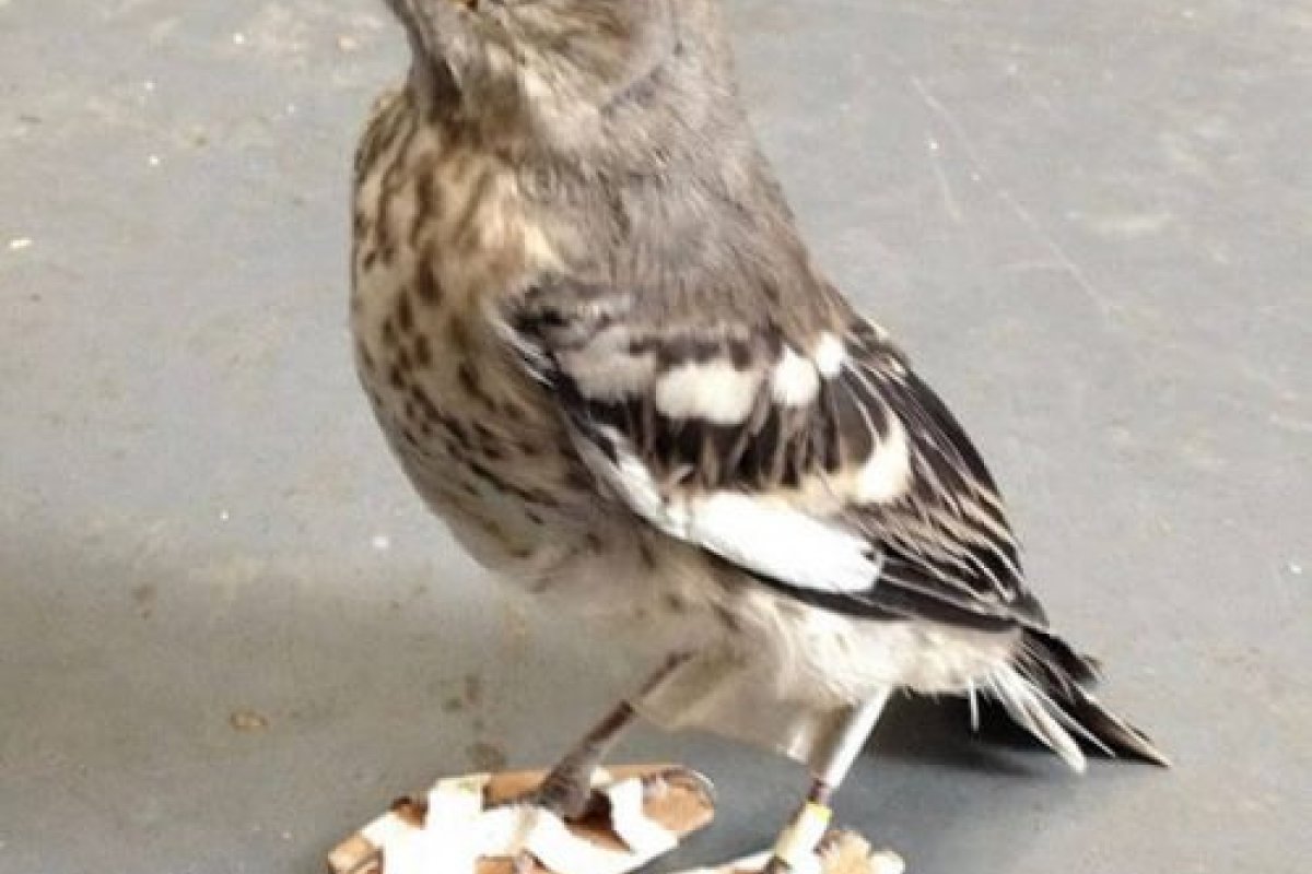 ONG dos Estados Unidos adapta sapatinhos ortopédicos em passarinho com deficiência