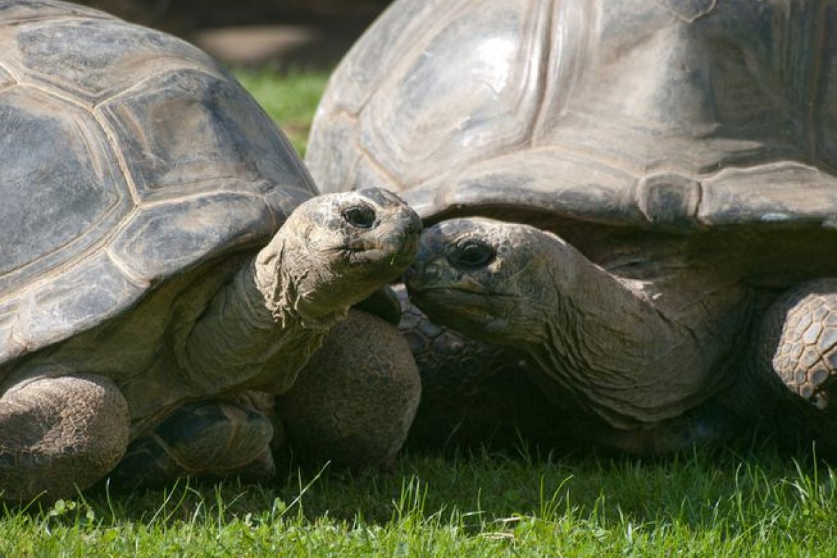 Casal de tartarugas se separa após 115 anos juntos e intriga biólogos
