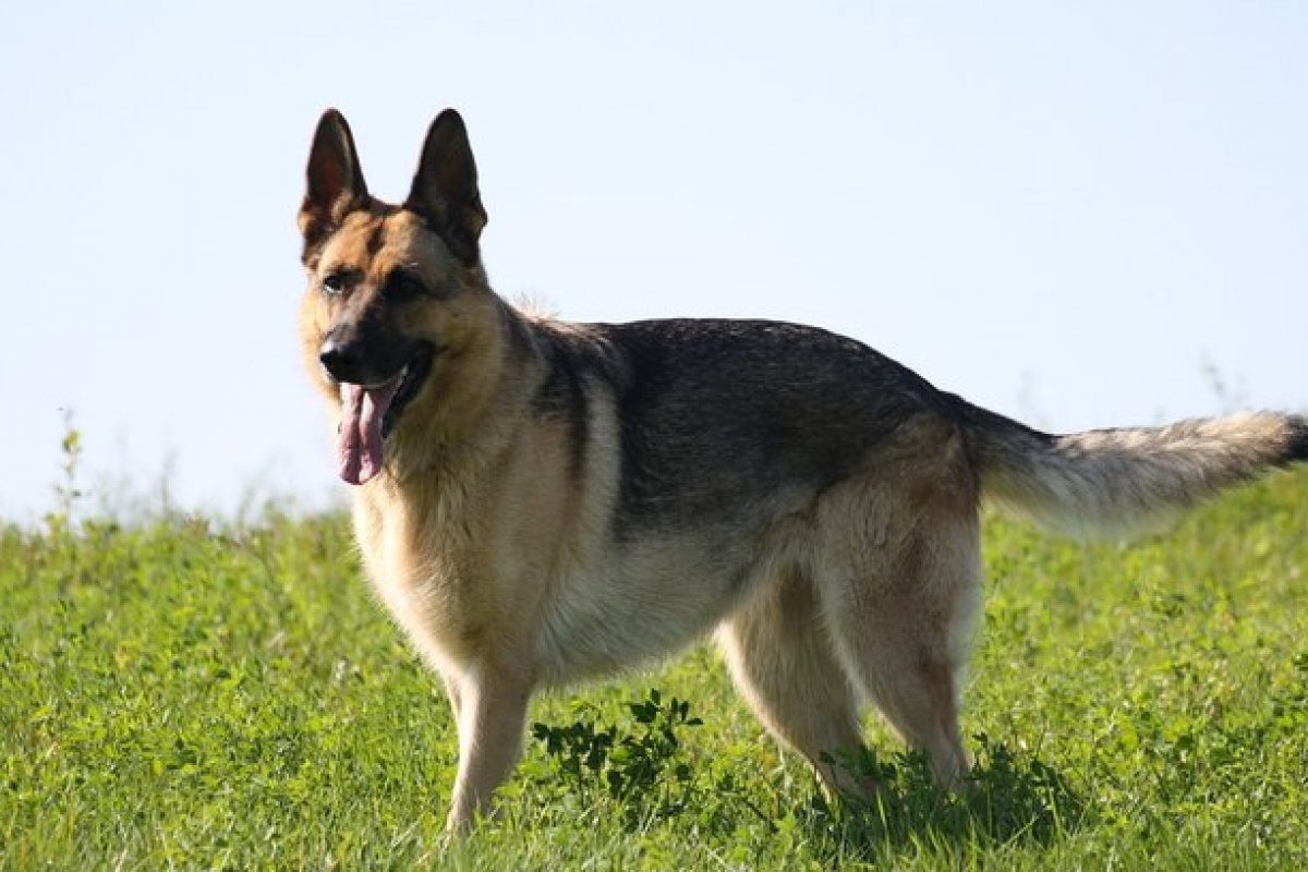 Experimentos científicos comprovam que cães reconhecem pessoas ruins com precisão