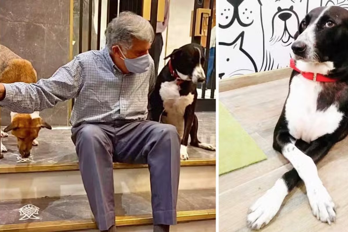 Empresário indiano deixa R$ 673,5 milhões de herança para cachorro, mordomo e cozinheiro