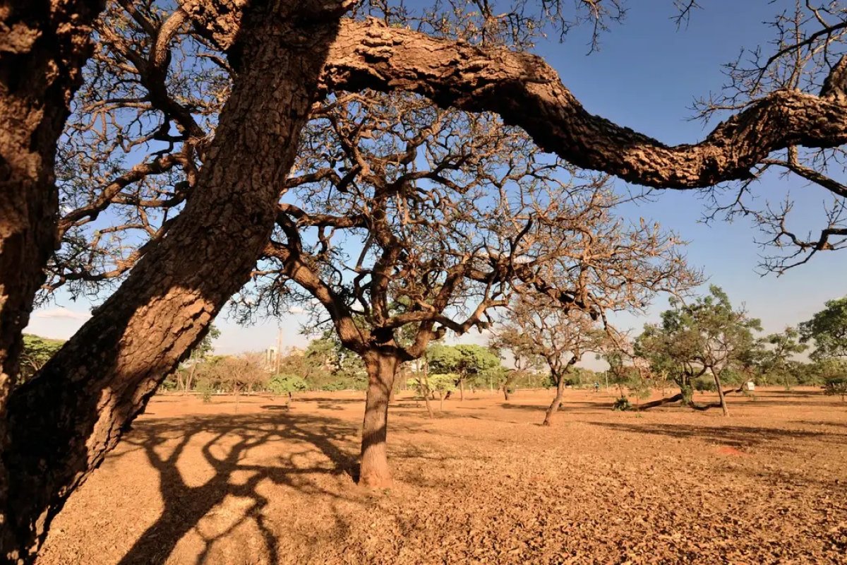 30% da superfície terrestre enfrentou a seca extrema em 2023
