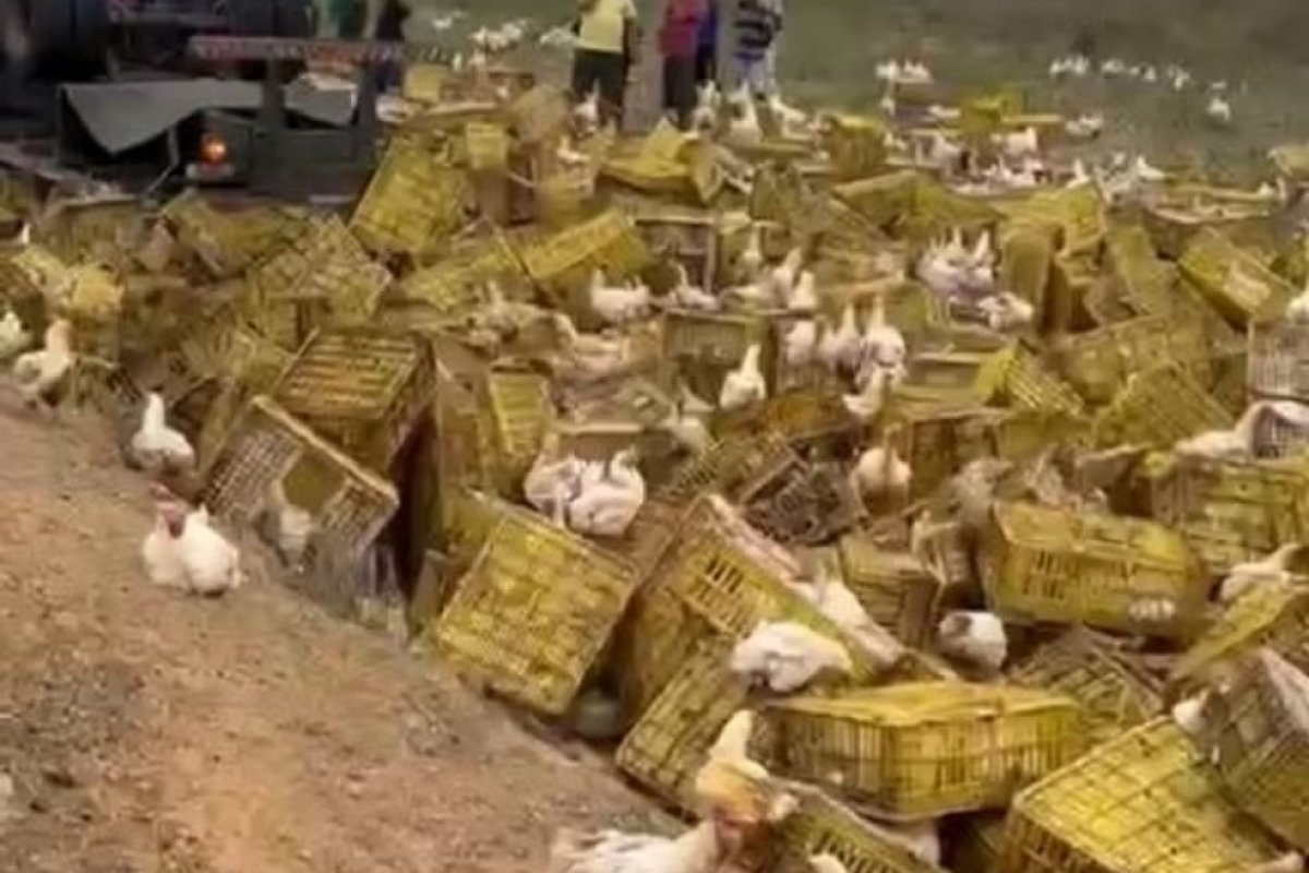 Motorista morre depois de carreta com galinhas tombar na Bahia