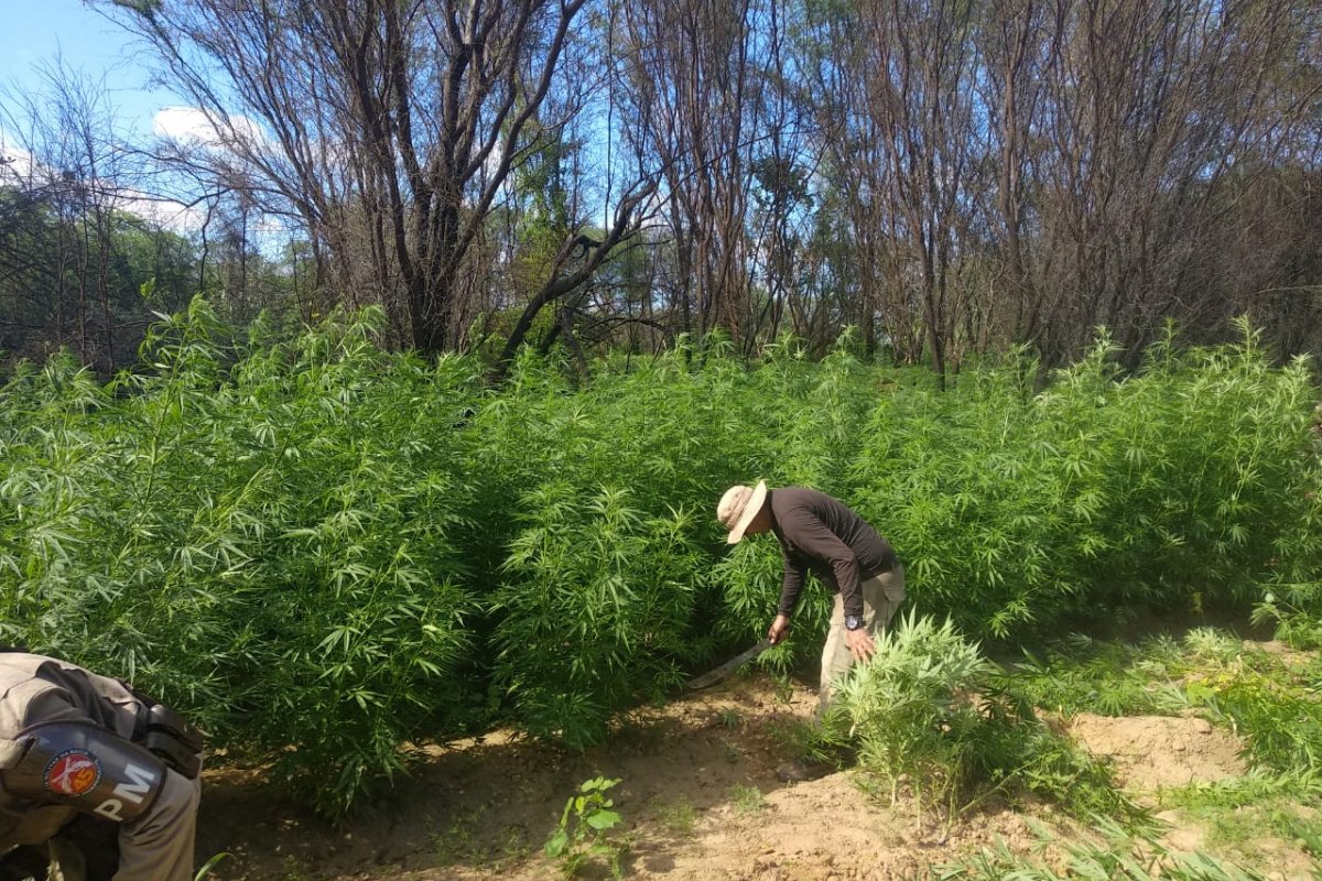 Cinco plantações de maconha são localizadas no norte da Bahia