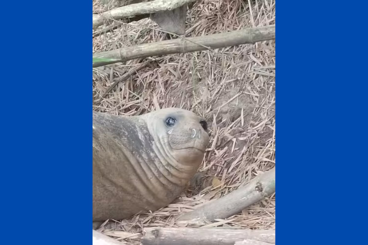 Elefante-marinho é resgatado após ser encontrado em rio no sul da Bahia