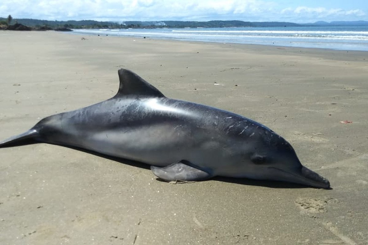 Boto é encontrado morto em praia no sul da Bahia