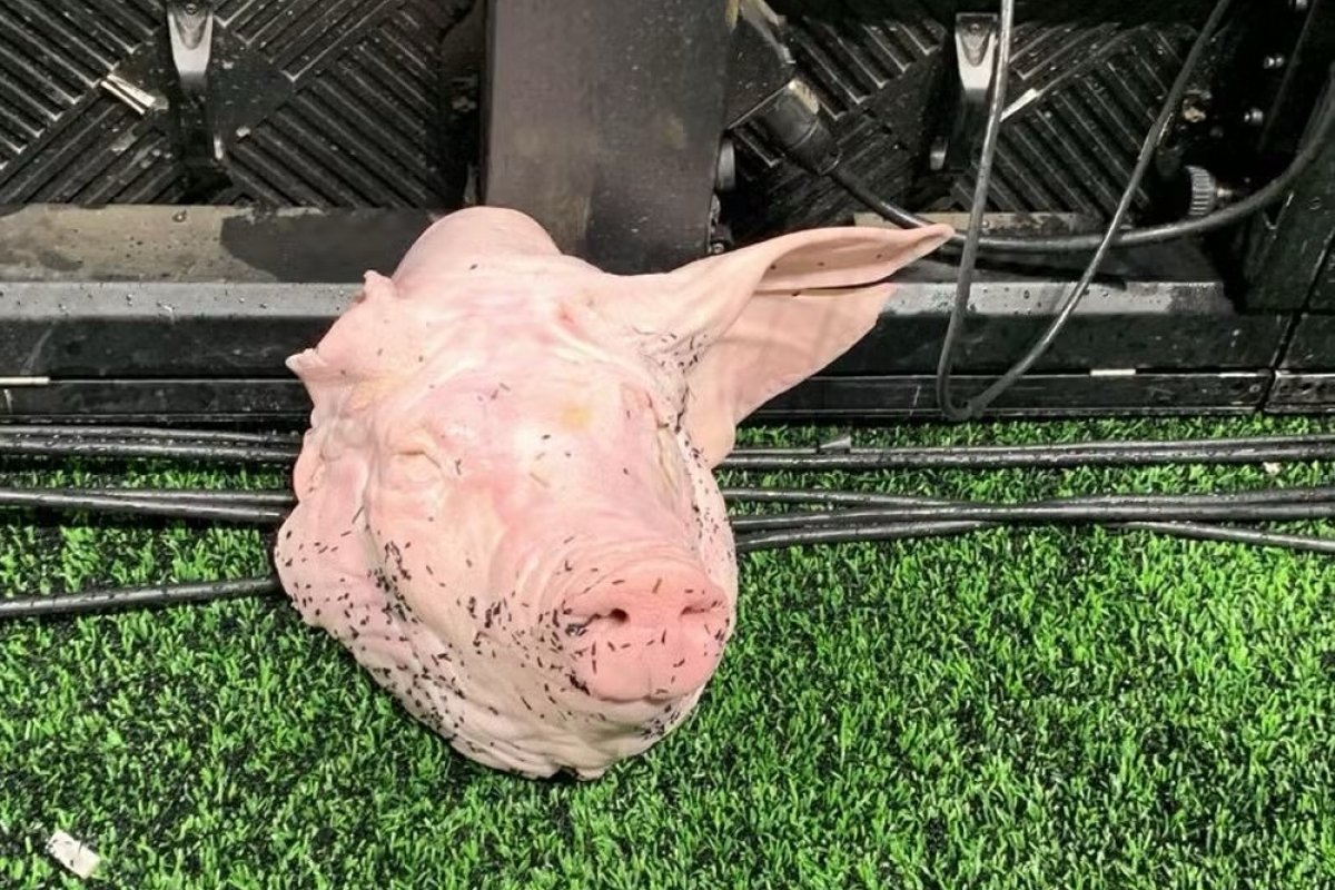 Vídeo: Torcida do Corinthians joga cabeça de porco no campo em clássico contra o Palmeiras