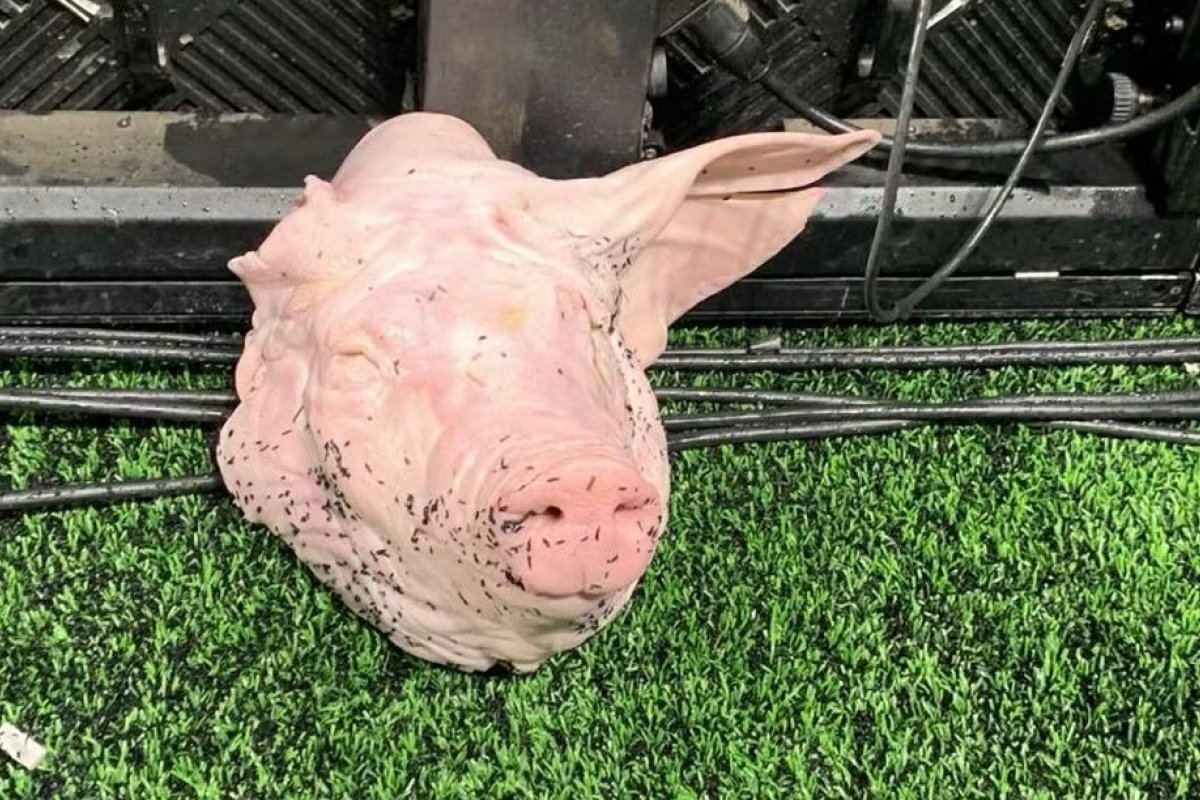 "Futebol raiz tem que viver": Torcedor do Corinthians se pronuncia sobre cabeça de porco ao estádio