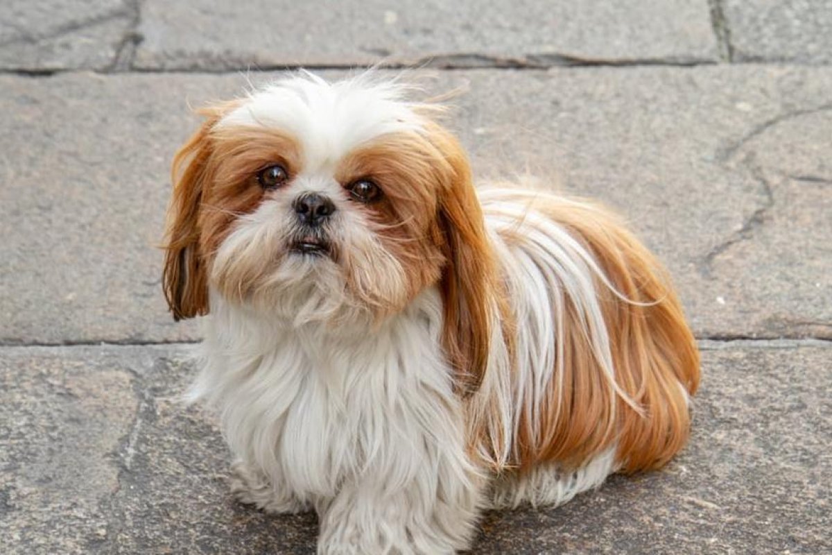 Cachorro morre após ser atingido por paulada durante briga de casal no sudoeste da Bahia