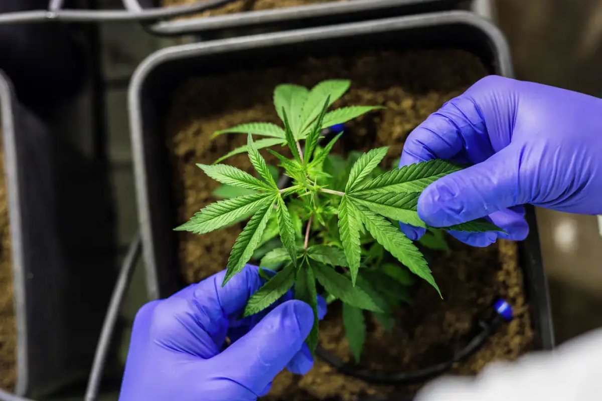 Relatora no STJ vota para autorizar cultivo de cannabis medicinal