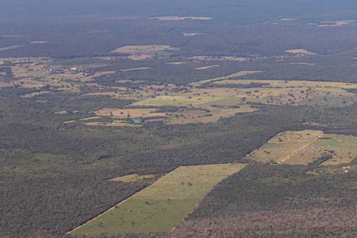 Desmatamento cai 55% na Mata Atlântica no primeiro semestre