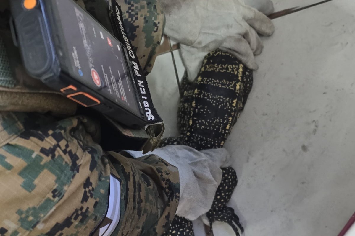 Teiú é resgatado em estabelecimento comercial no Centro de Salvador