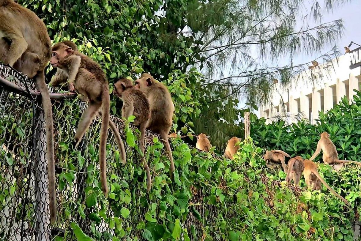 Policiais se trancam em delegacia após invasão de 200 macacos em cidade da Tailândia