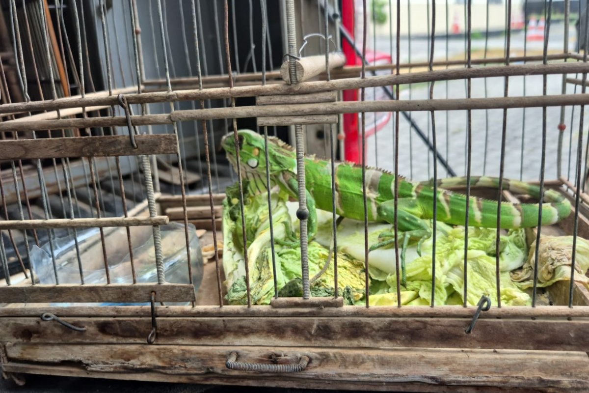 Polícia Militar realiza resgate de animais silvestres em Feira de Santana