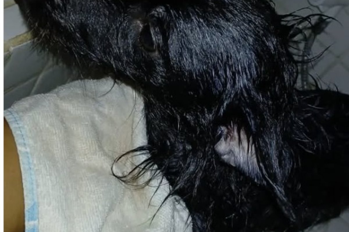 Policiais resgatam cachorro em situação de maus-tratos em Salvador