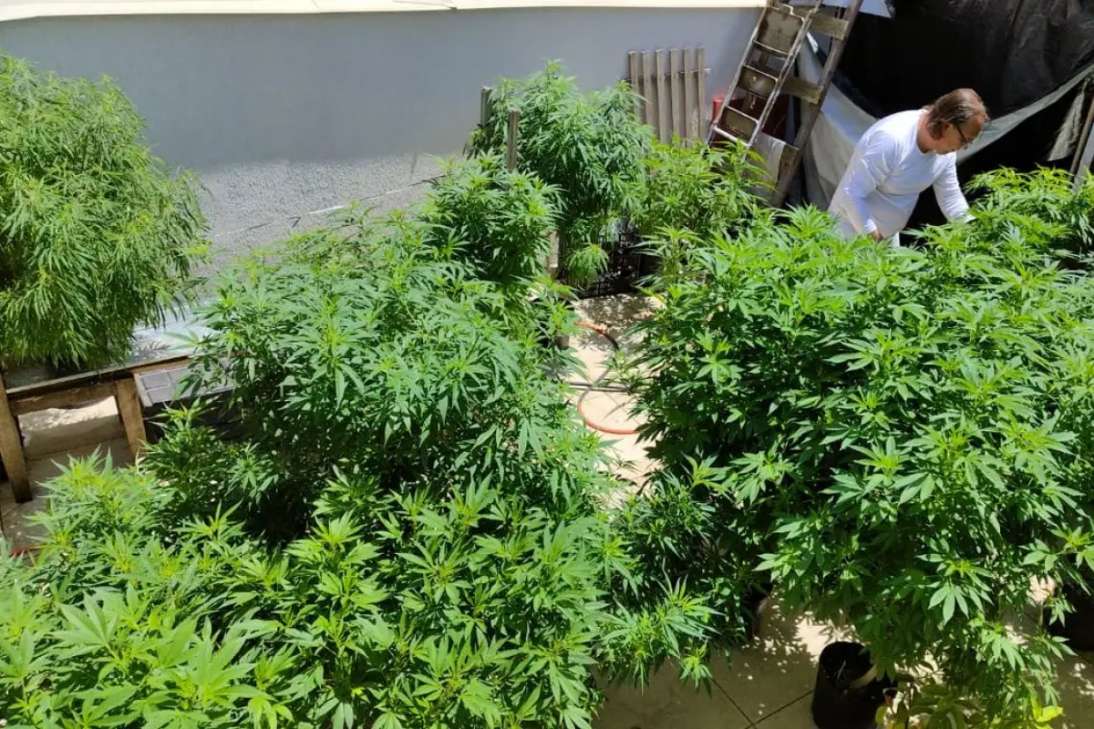 Brasil chega a 672 mil pacientes que utilizam a cannabis em tratamento medicinal