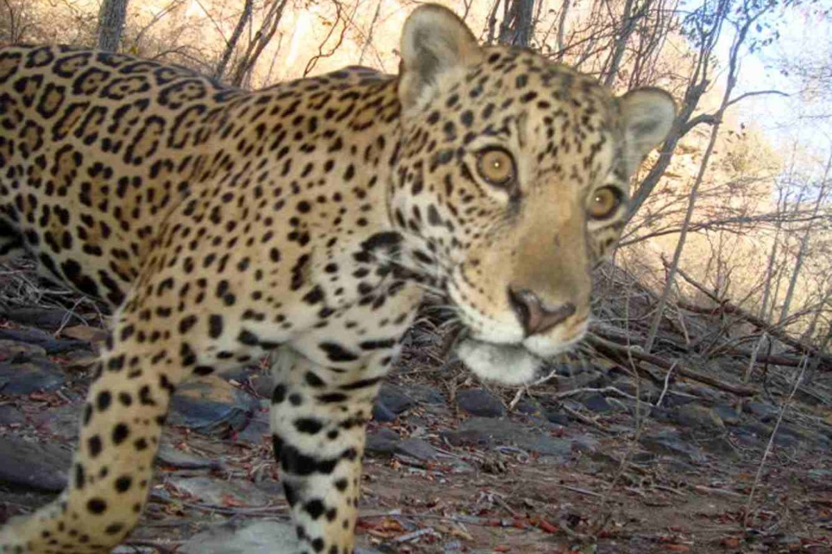 Dia Nacional da Onça-pintada: menos de 30 animais foram identificados em território baiano, segundo levantamento