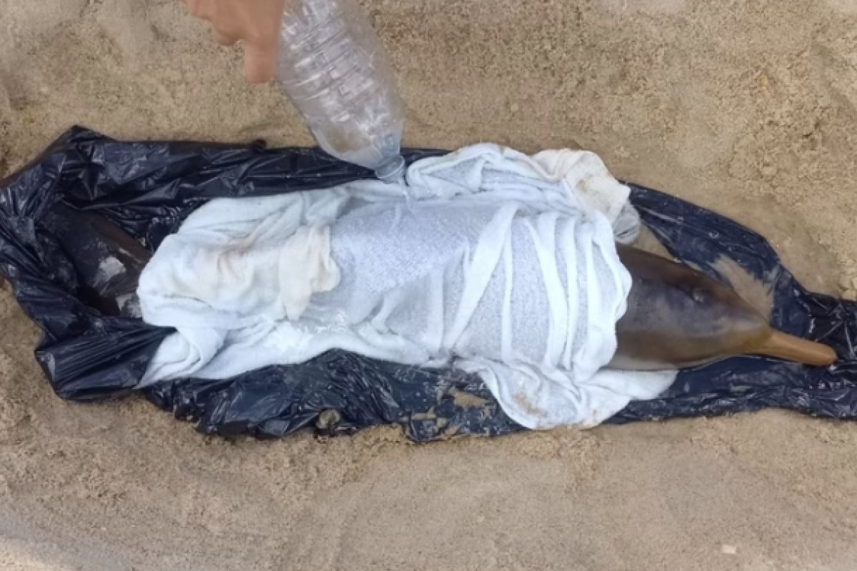 Filhote de golfinho, ameaçado de extinção é resgatado em Florianópolis