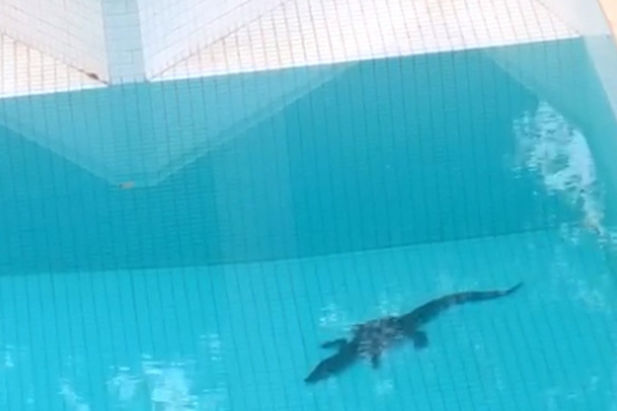 Jacaré é resgatado dentro da piscina de uma casa em área de bairro nobre