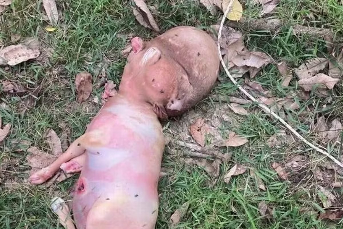 Bezerro nasce com 'cabeça humana' na Tailândia e moradores suspeitam de bestialidade