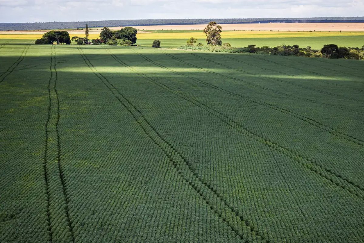 Área destinada à soja cresce no Brasil e chega a quase 40 milhões de hectares