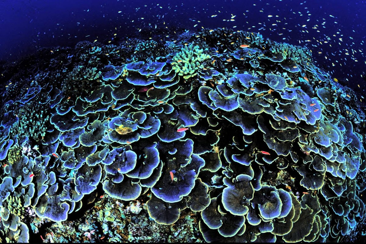 ONU abre inscrição para 12 bolsas sobre Lei dos Oceanos