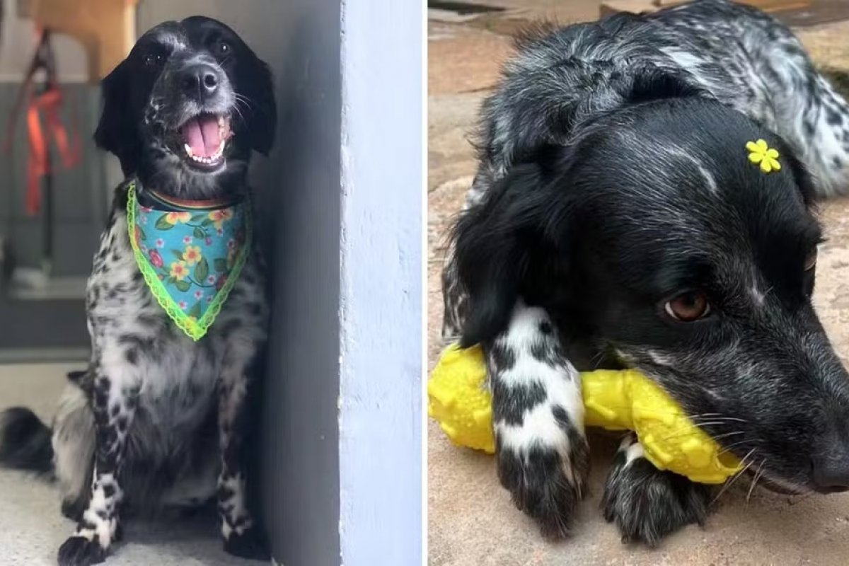 Tutora denuncia morte da cadela em pet shop; estabelecimento é fechado após o caso