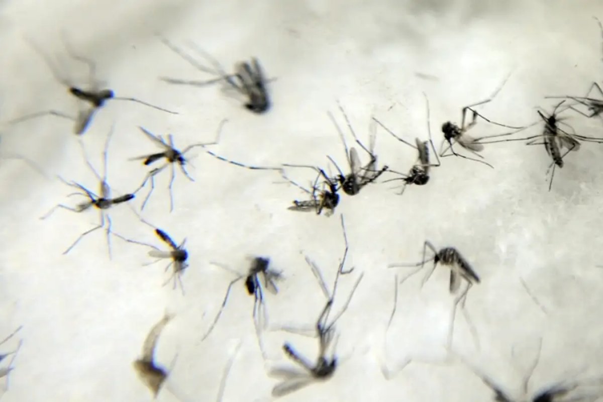 Surto recorde de dengue nas Américas provocou morte de 7.700 pessoas, aponta Opas