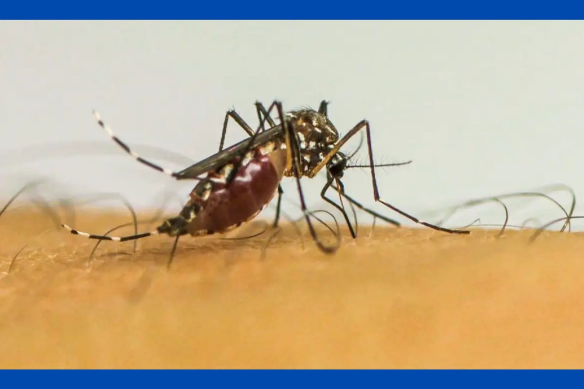 Secretaria Municipal de Saúde participa do 'Dia D contra a Dengue' nesta sexta, em Salvador
