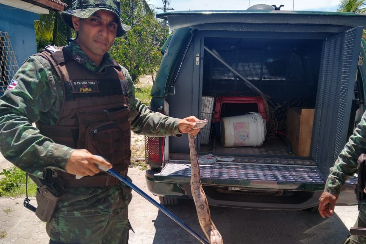 Cobra é encontrada dentro de uma casa em Lauro de Freitas