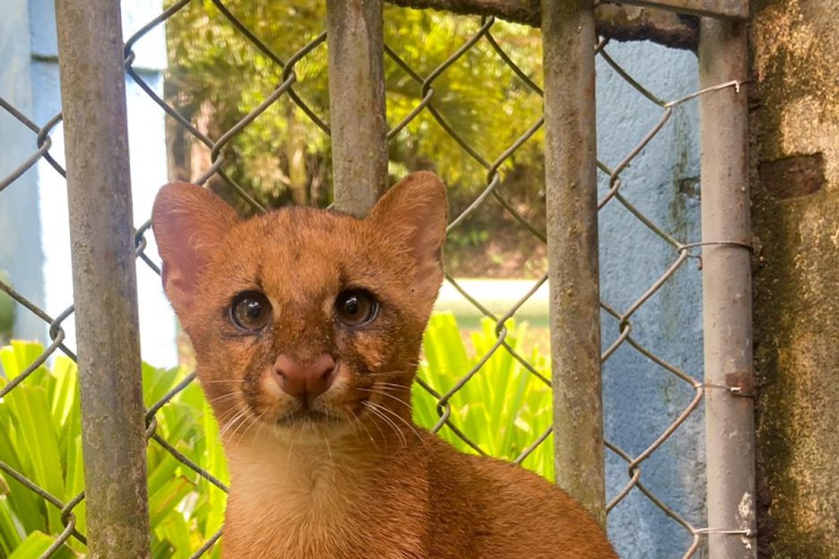 Animal ameaçado de extinção, é achado em uma cisterna em zona rural no interior da Bahia