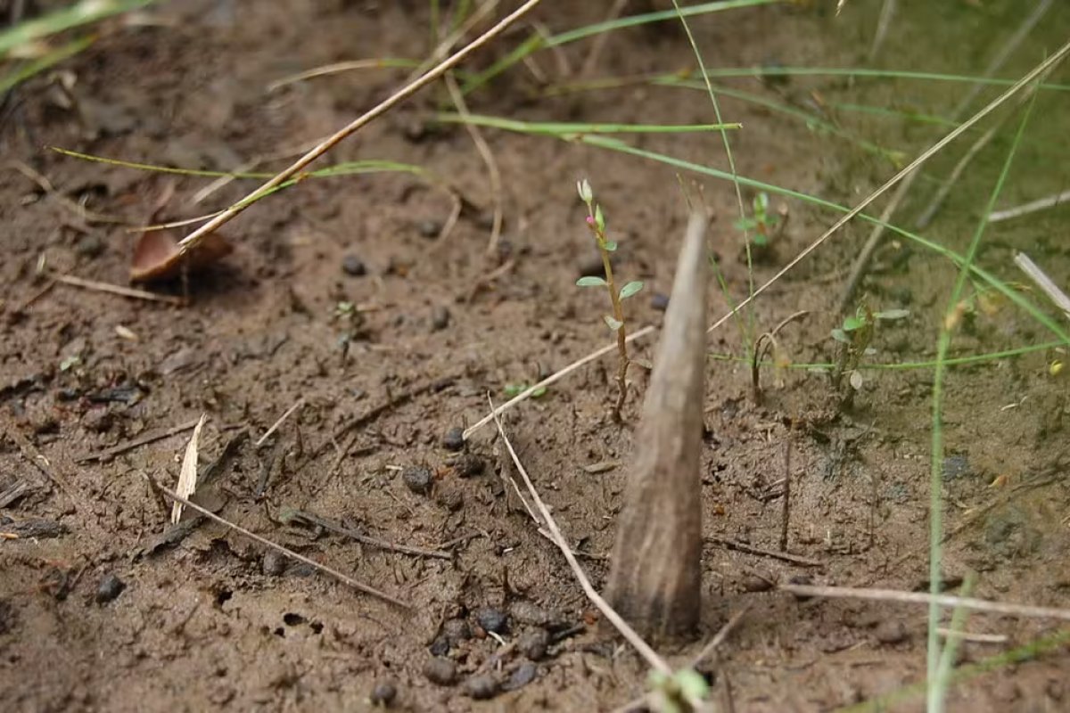 Isolados do Massaco: imagens inéditas mostram etnia da Amazônia nunca vista antes