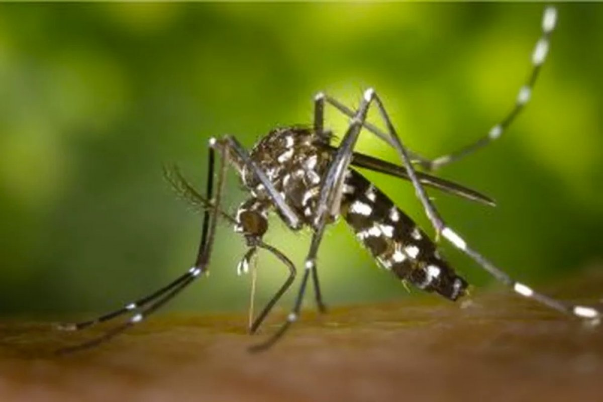 No Brasil, mortes por dengue em 2024 superam total dos oito anos anteriores
