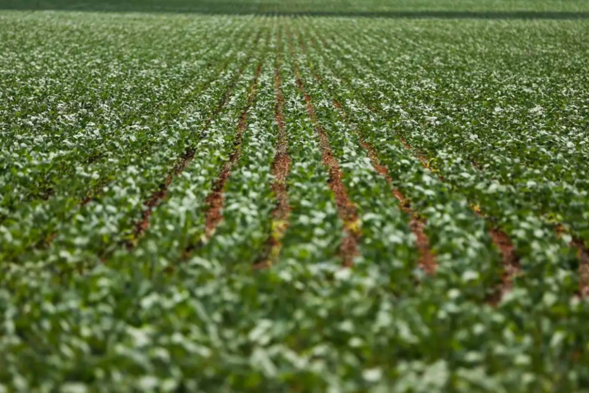 Chuva em dezembro ajudou no plantio da safra em boa parte do país