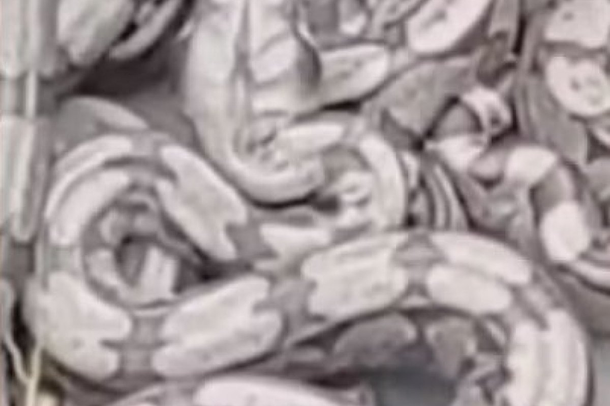 Trinta filhotes de jiboias são resgatadas em Vitória da Conquista