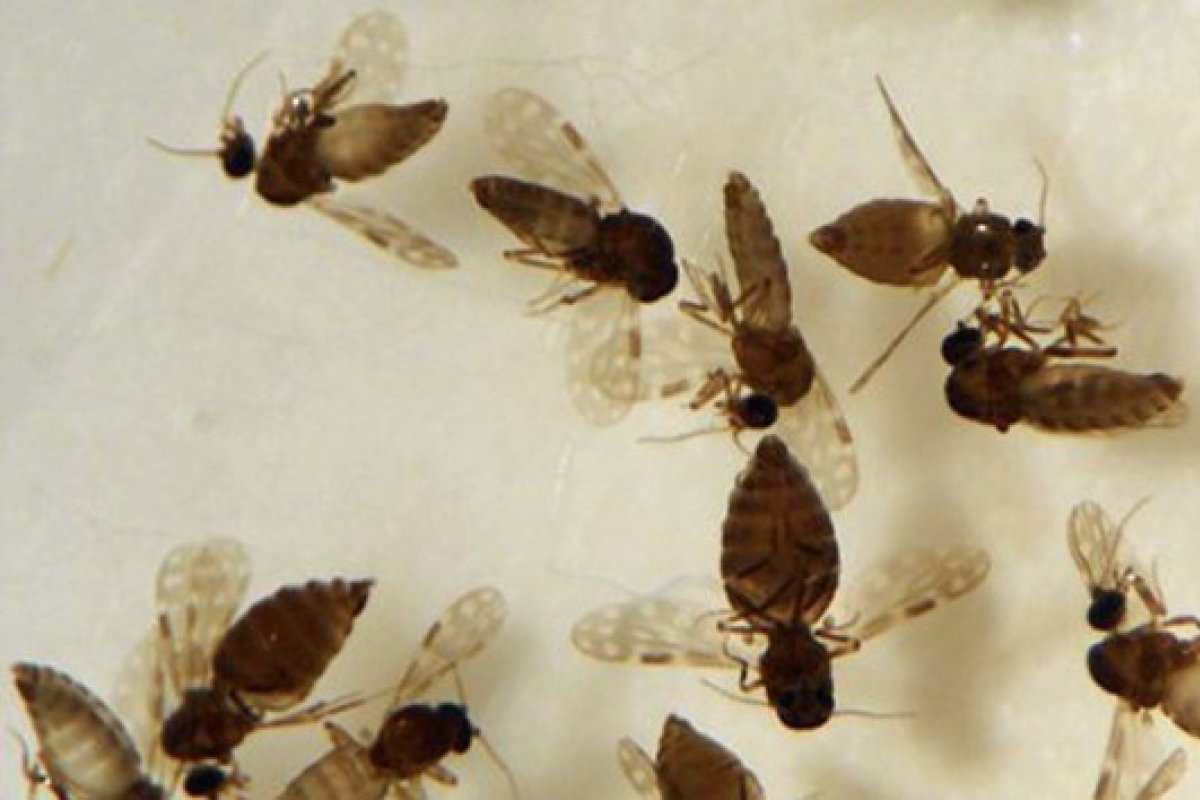 Ministério da Saúde modifica diretrizes para vigilância do Oropouche