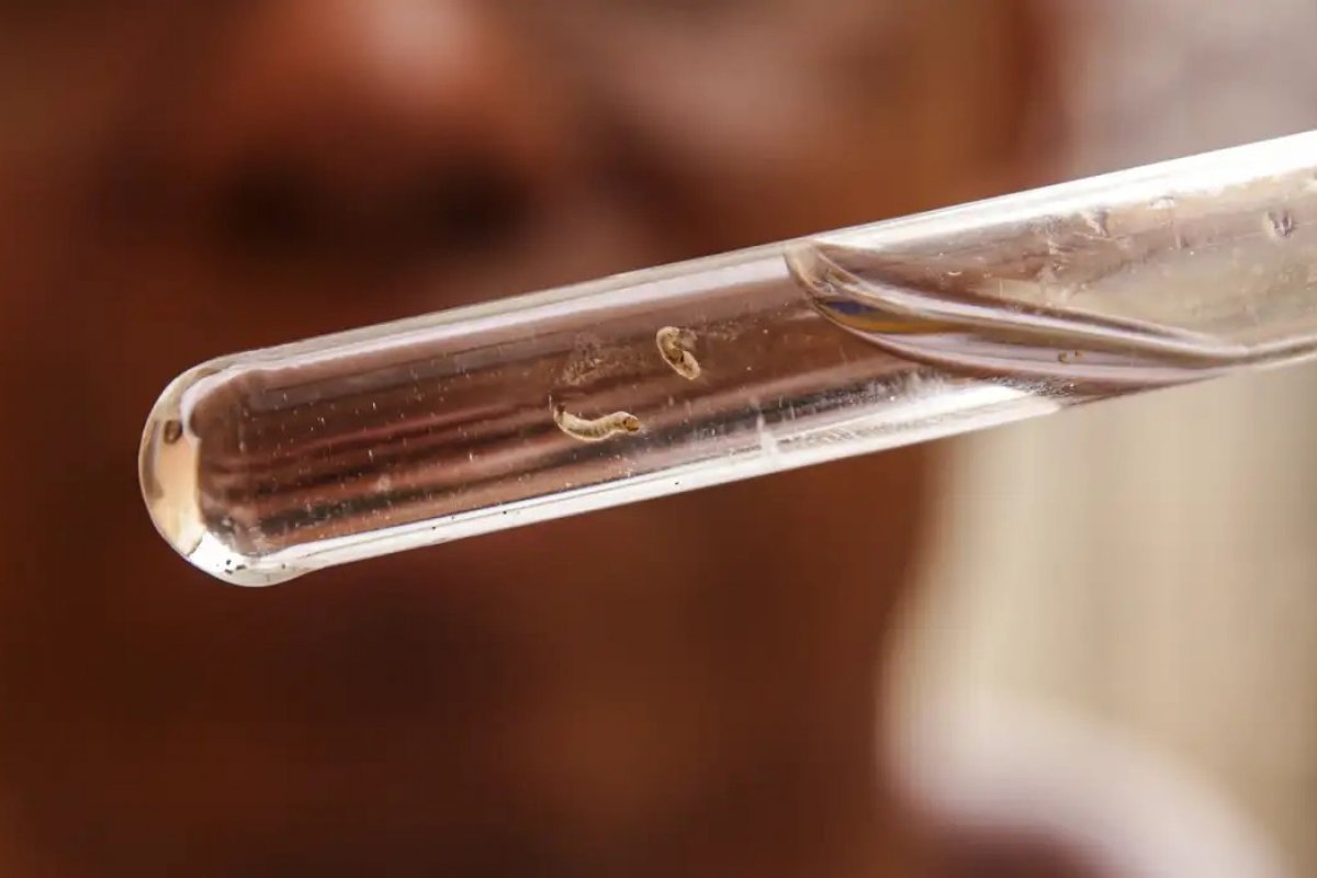 Brasil contabilizou mais de um milhão de casos de dengue em 2024