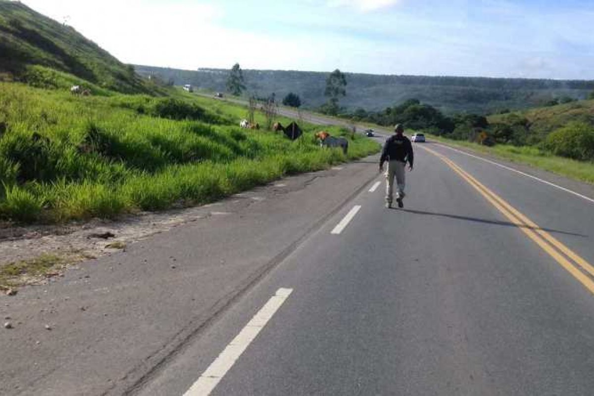 PRF retira animais soltos na rodovia da BR 101