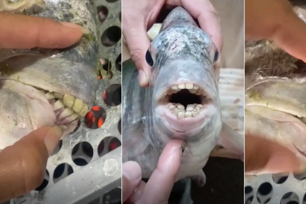 Vídeo: família compra peixe com 'dentes humanos' no ES e caso viraliza
