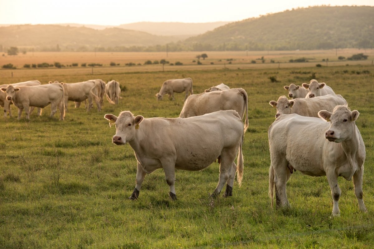 Homem tenta estuprar vaca, leva coice e morre em fazenda no DF