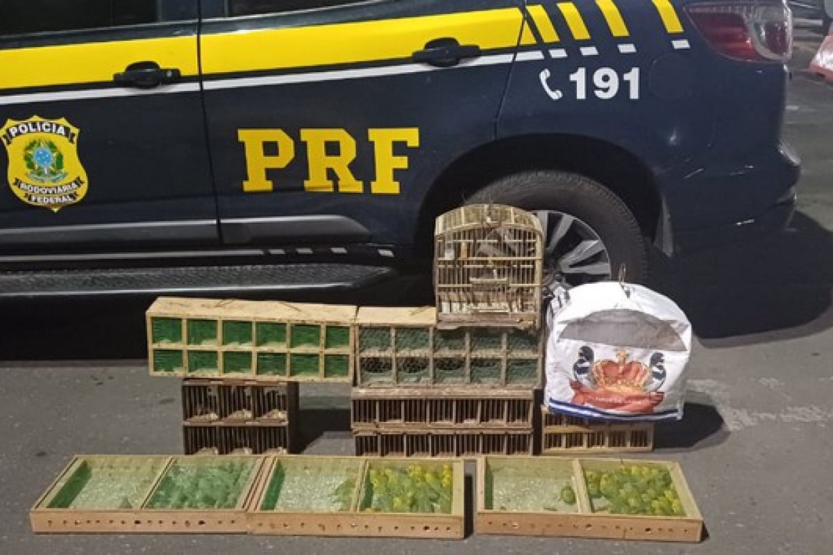 Tráfico de animais: PRF apreende 135 aves silvestres na BR-101