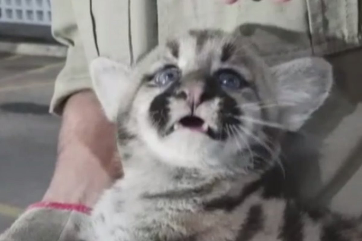 Homem resgata filhote de onça e confunde com gato