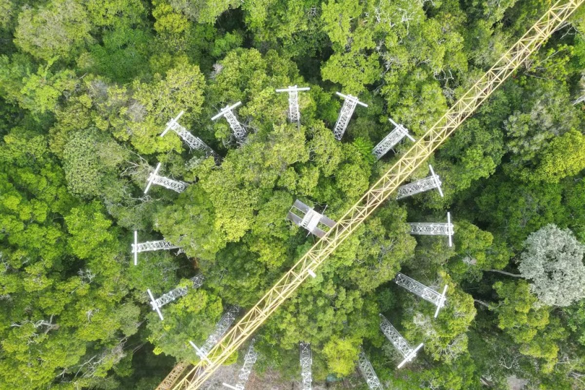 Cientistas realizam experimento para entender mudanças climáticas na Amazônia