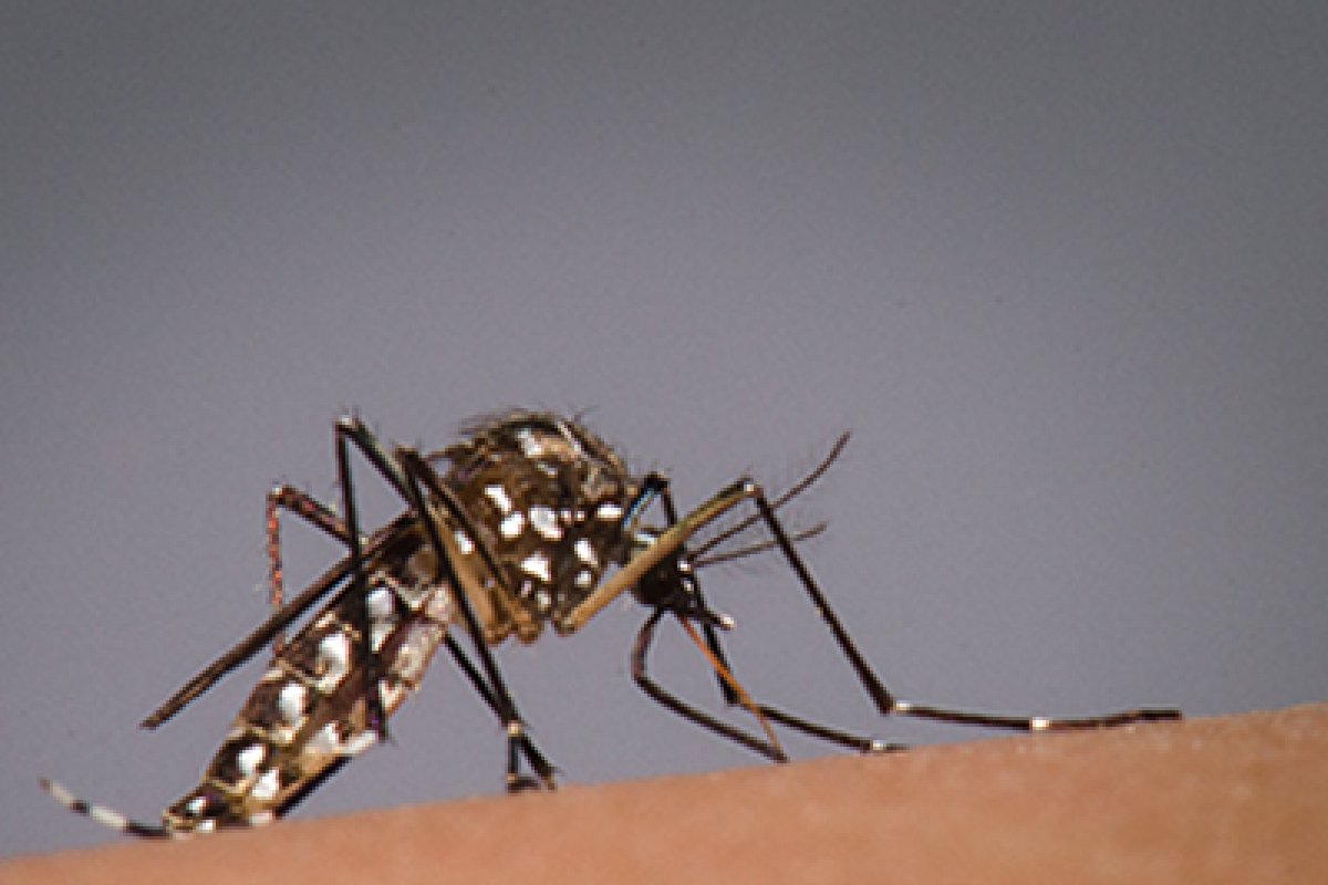 Ministério da Saúde amplia uso de mosquitos modificados para combater dengue em 40 cidades