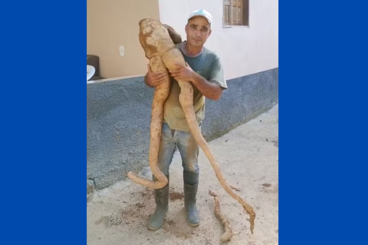 Agricultor colhe mandioca de quase 1,70m com formato de 'pessoa' no Espírito Santo