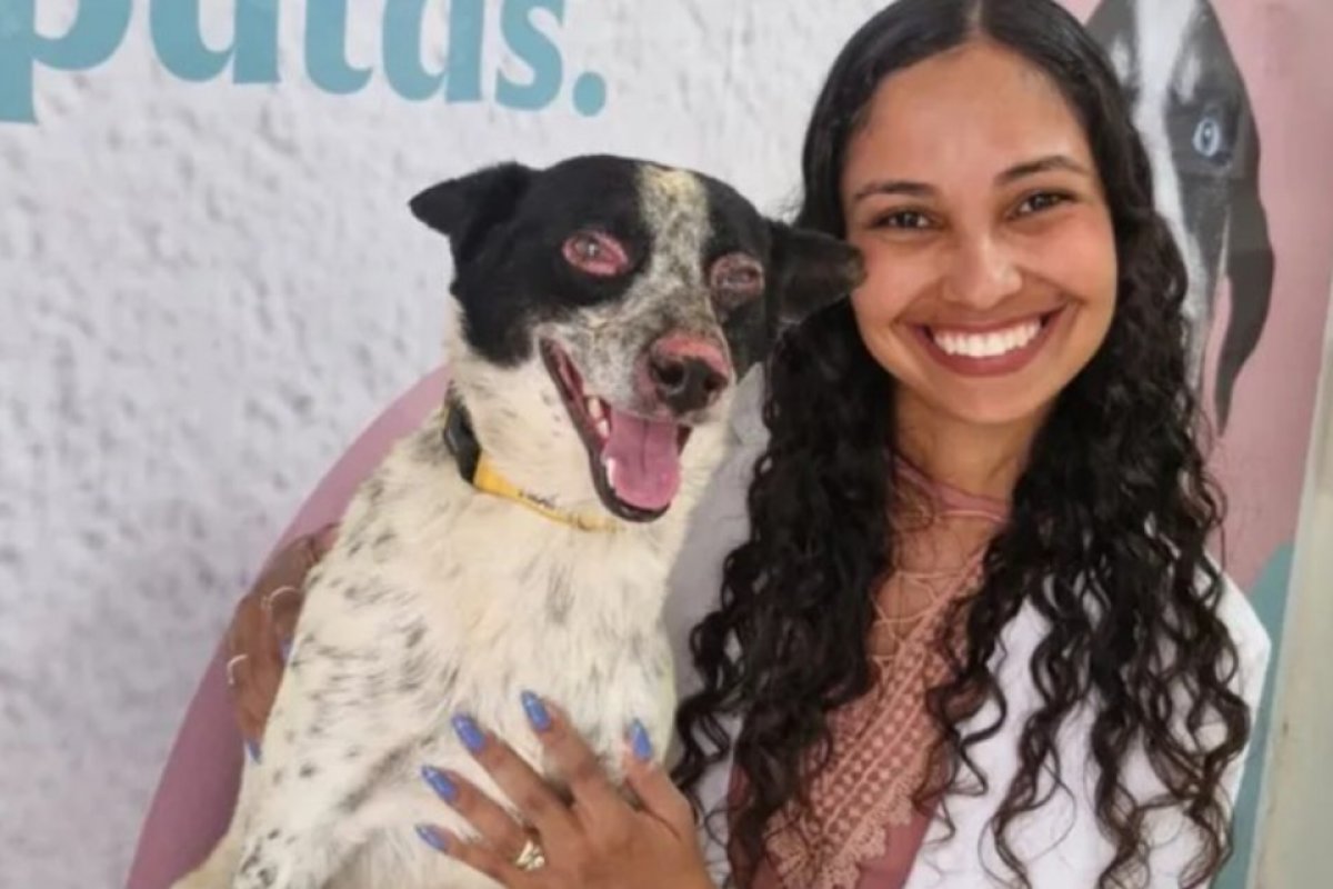 Vira-lata ferido em queda de avião de Ubatuba ganha vaquinha e cuidado especial