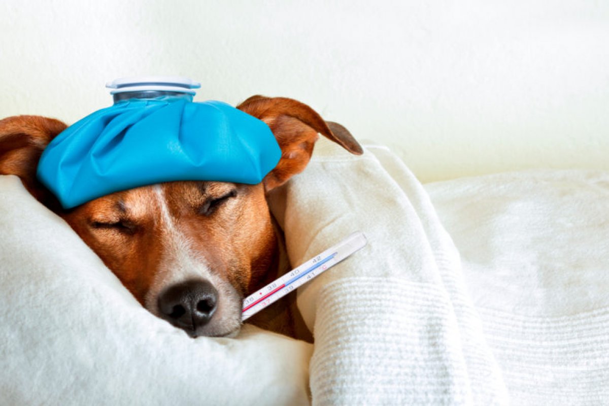 Viroses caninas no verão: como proteger os cães contra as doenças virais!