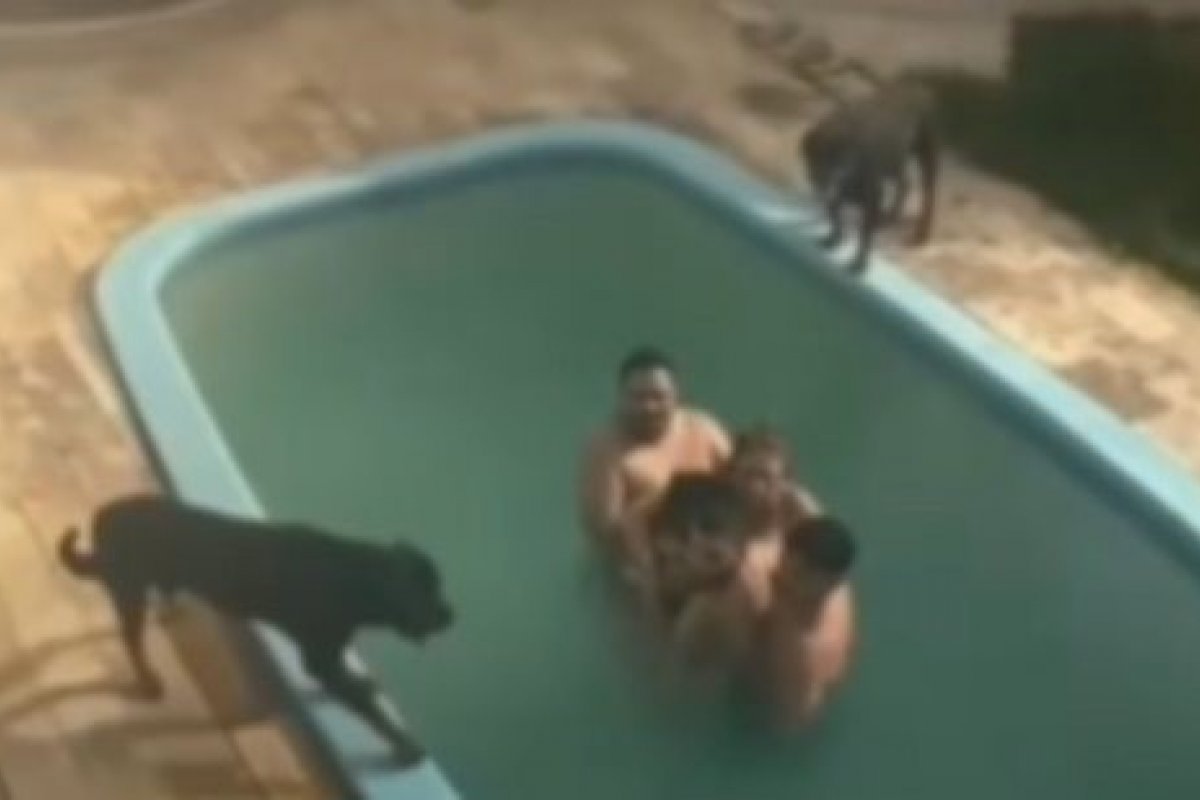 Vídeo: Família é cercada na piscina por cães da raça rotteweiler