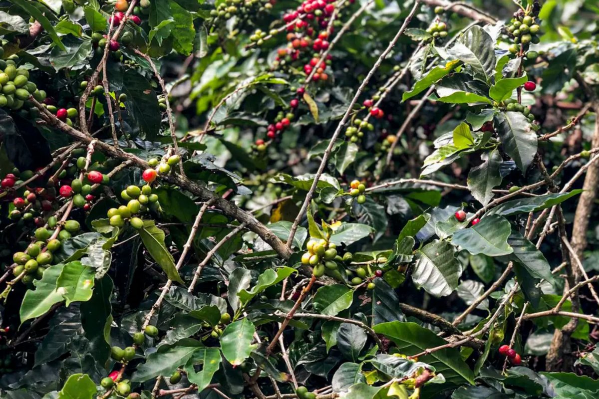 Conab prevê queda de 4,4% na produção do café em 2025