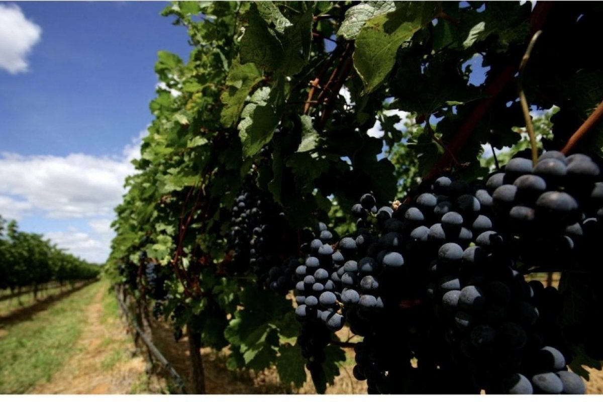 Vale do São Francisco: dica de destino turístico para amantes dos vinhos e da natureza!